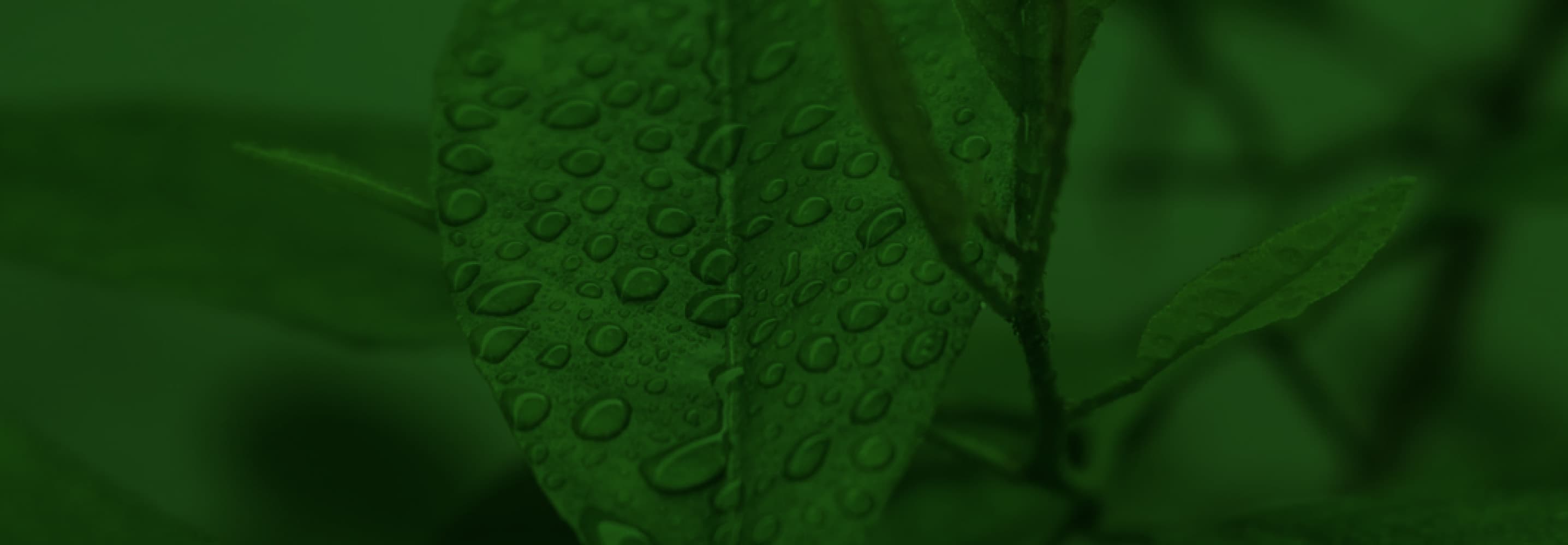 A green plant with leaves covered in water droplets.